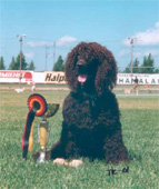TOKO SEIN&Auml;JOKI
